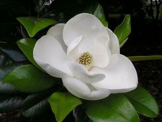 Wallpaper Southern Magnolia Flower