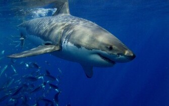 Great White Shark HD Wallpaper Background