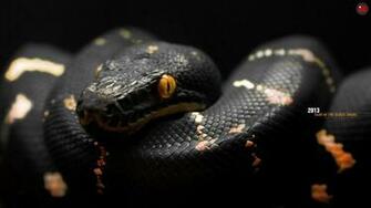 Snake Wallpaper