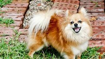 Pomeranian Wallpaper Computer Puppy