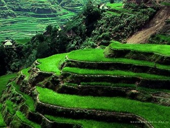 Nice Nature Wallpaper