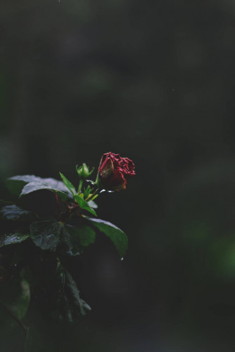 Rose iPhone Wallpaper