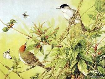 Backyard Birds Beautiful Paintings Small Bird Illustration