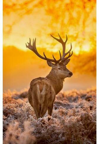 European Red Deer Stag At Sunset Beautiful Background