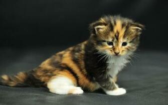 Pictures Lolcat Funny Cat Desktop Wallpaper Picture X