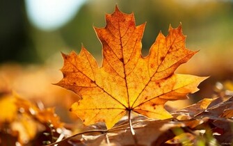Wallpaper For Autumn Theme HD Desktop