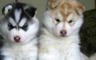 Wallpaper Husky Pictures