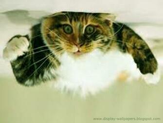 Wallpaper New Animals Funny Collection