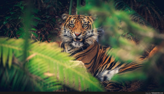 4k Animal Wallpaper