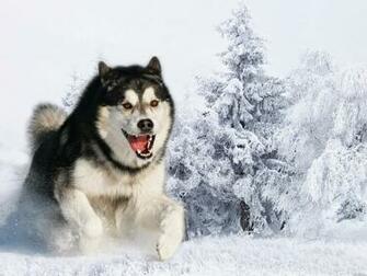 Rules Of The Jungle Siberian Husky Puppies