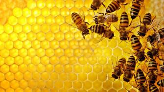 Beehive Wallpaper