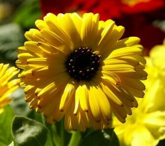 Tags Yellow Calendula Pot Marigold Wallpaper960x854 Wallpaper