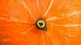 Pumpkin Wallpaper