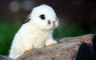 Cute Rabbit Wallpaper Sa
