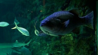 Aquatic Background By Alp Stock