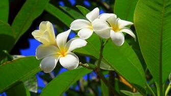 Hawaiian Flower Wallpaper