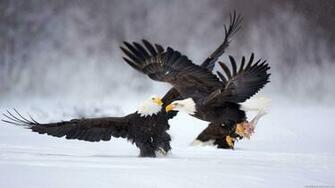 Animals HD Wallpaper Full 1080p