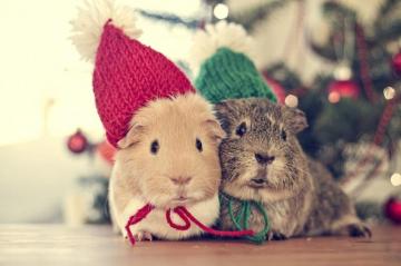 Animals Animal Genuine Pig Christmas Time Wallpaper HD