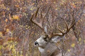 Source Url Imageboo Wallpaper Mule Deer Html