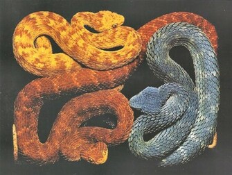 African Bush Vipers Snakes Wallpaper