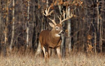 Image For Monster Deer Fighting Wallpaper Big Buck