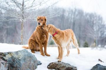 Wallpaper Snow Winter Brothers Weather Vertebrate Dog Like