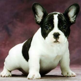 French Bulldog Cachorro Perro