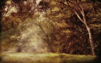 Enchanted Forest Wallpaper