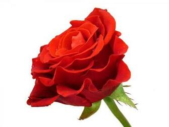Red Roses With White Background