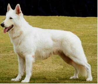 White German Shepherd