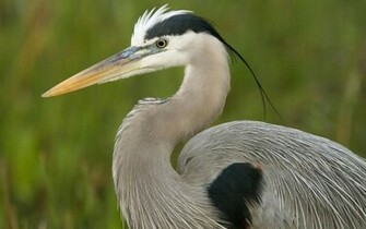 Great Blue Heron Wallpaper