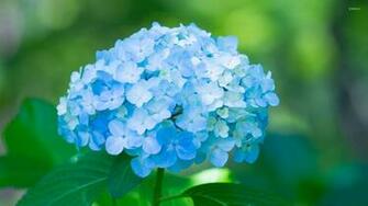 Blue Hydrangea Wallpaper