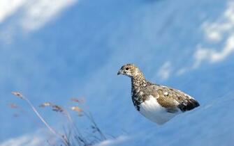 Bird Nature Snow Winter Camo Bokeh Wallpaper Background