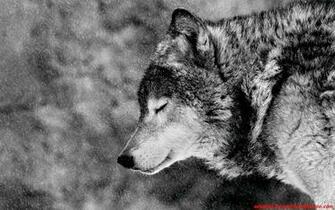 Dark Wolf Wallpaper