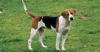 Fox Hunting Dogs Was A Sport That