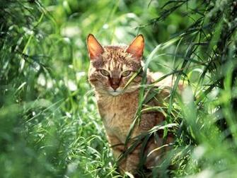 Cute Cats High Resolution Wallpaper Recipeapart