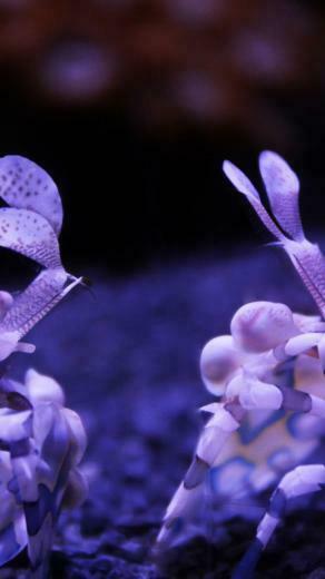 Wallpaper Harlequin Shrimp Seattle Aquarium Usa Underwater