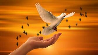 Flying Dove 5k Wallpaper HD