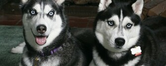 Husky Wallpaper Widescreen HD Background