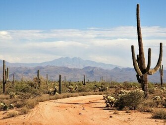 Desert Background With Cactus Desktop Wallpaper HD