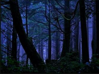 Forest At Night Background HD Wallpaper Image