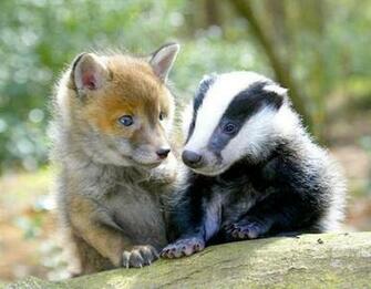 Woodland Animals Just Cute Part