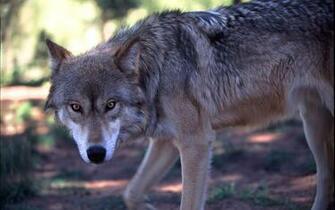Wolf Wolves Natural Awesome Best HD Image Wallpaper Picture Photo