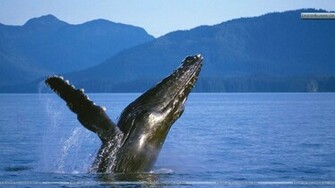 Humpback Whale Alaska Wallpaper