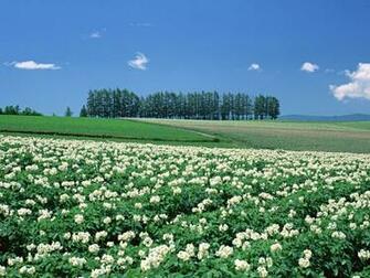 Beautiful Animated Image For Desktop Background Picture