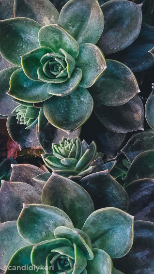 Big Leaves Of Succulent iPhone Wallpaper