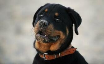 Rottweiler Wallpaper