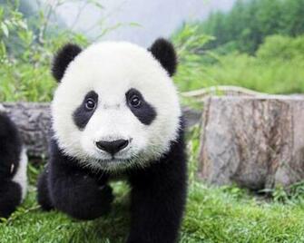 Giant Panda Drawing Wallpaper