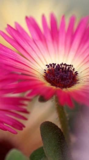 Flower iPhone Plus Wallpaper HD