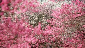 Flower Fall Wallpaper HD